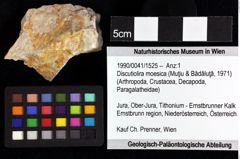 Foto (Objket + Etiketten) von ? Magila sp. 